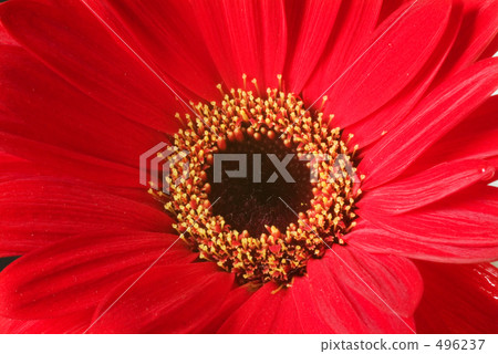 Red flower	 496237