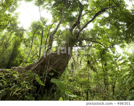 Subtropical forest Subtropical forest 496301