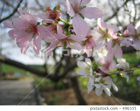 櫻花 櫻 賞櫻 496335
