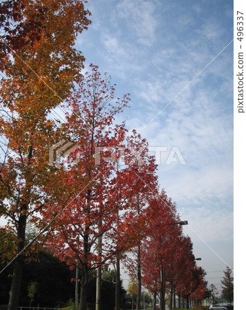 秋葉 黃葉 楓樹 496337