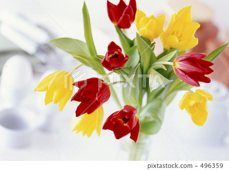 Living red and yellow tulips Living red and yellow tulips 496359