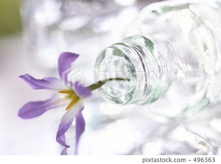 Bin transparent to light and Siberian lily 496363
