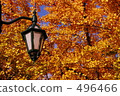 Street lights and ginkgo 496466