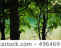 fresh verdure, tender green, verdure 496469