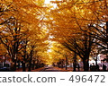 Ginkgo bunches 496472