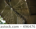 Spider net 496476