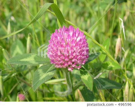 Red clover 496596