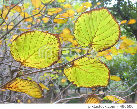 The yellow leaves of Tsimidaki 496600
