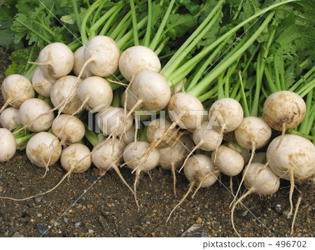 Small-pickling harvest 496702