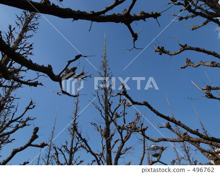 In front of Gaienma, look up at the sunny sky In front of Gaienma, look up at the sunny sky 496762