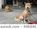 shiba inu, mongrel, dog 496846