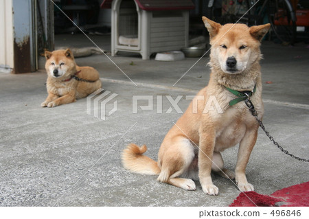 shiba inu, mongrel, dog 496846