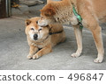 mongrel, shiba inu, dog 496847