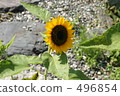 sunflower, sunflowers, nose 496854