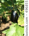 eggplant, vegetables, vegetable 496855