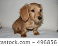 puppy, small dog, doggy 496856