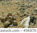 hermit crab, lot, many 496876