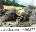 hermit crab, one animal, driftwood 496877