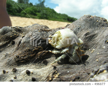 hermit crab, one animal, driftwood 496877