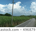 sugarcane field, straight path, daytime 496879