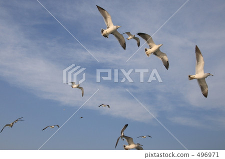 sea bird, seabird, seabirds 496971