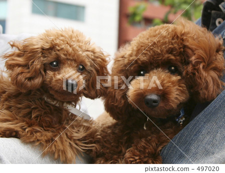 A good friend Toipoo 497020