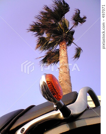 棕櫚樹 椰子樹 前後轉向燈 497071