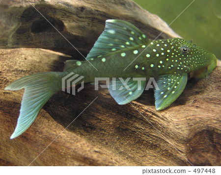 freshwater fish, tropical fish, fish 497448