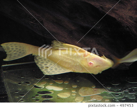 pterygoplichthys gibbiceps, freshwater fish, albino 497453