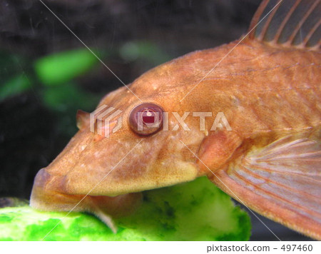 淡水魚 白化病者 熱帶魚 497460
