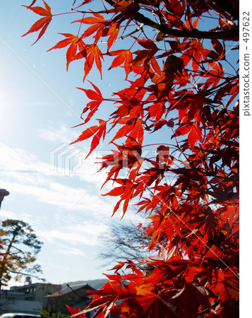 紅色。 紅色。 497622