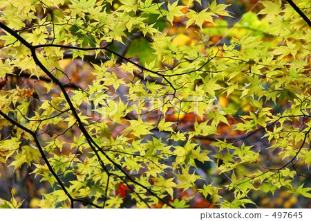 秋天的樹葉 497645