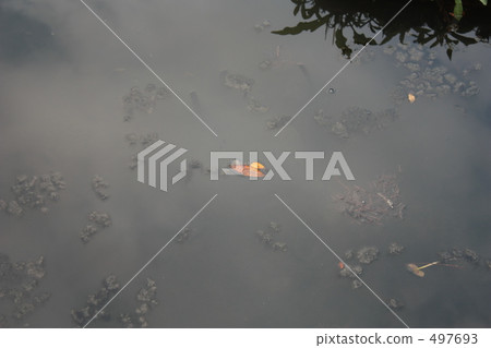 在鶴岡八幡宮神社池塘 497693