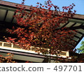 maple tree, japanese maple, maple 497701