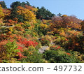 autumn leafe, yellow leafe, maple 497732