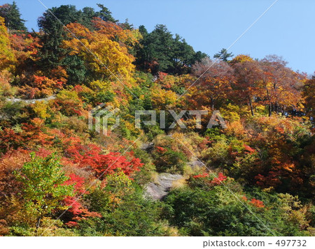 autumn leafe, yellow leafe, maple 497732