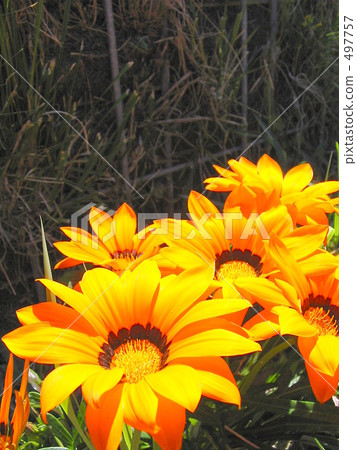 Kunshoshugiku Kunshoshugiku 497757