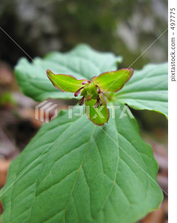 Enrique soup in the mountains 497775