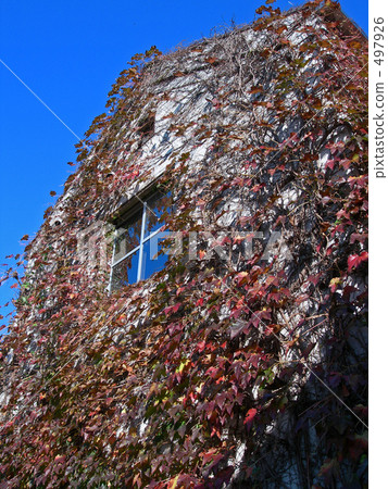 常春藤微小的牆壁 497926