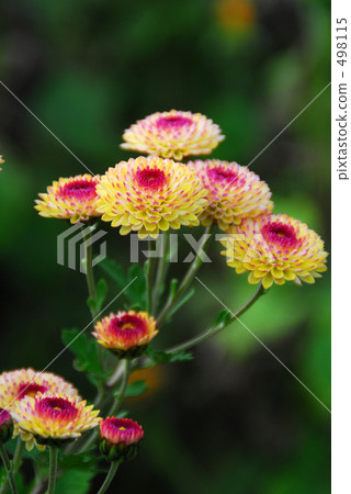 菊花 菊花 498115