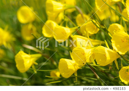 Narcissus · Bourbonkodium 498183