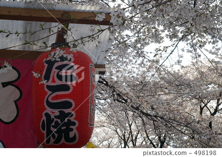 紙燈籠 天 章魚燒 498198