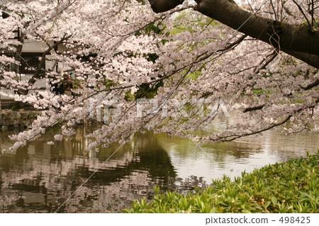 Tsurugaoka Hachimangu Shrine Genji Cherry blossoms appearing on the surface of the pond 498425