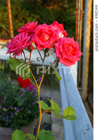 rose, roses, bloom 498544