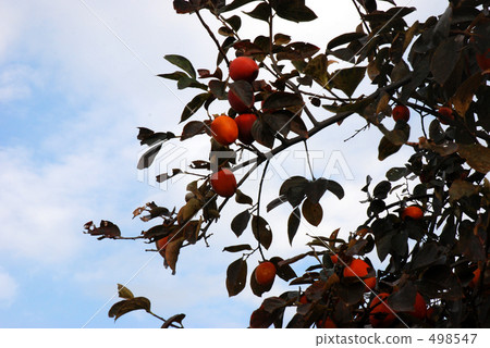 persimmon persimmon 498547