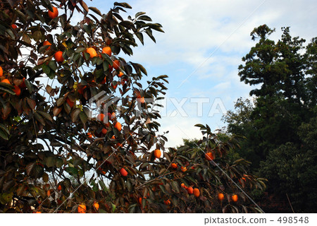 persimmon persimmon 498548