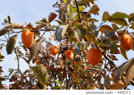 persimmon persimmon 498551
