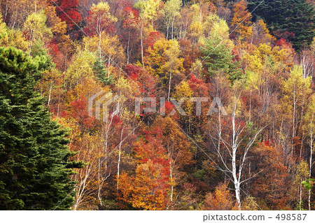 Autumn leaves 498587