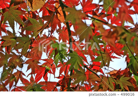 紅葉 楓樹 紅楓 499016