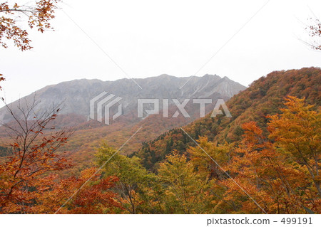 Autumn leaves of Oyama 499191